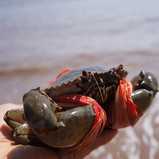 活螃蟹怎么保存才能活得时间久，这几个方法很实用