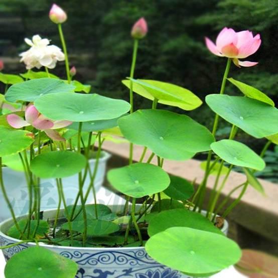 十种常见的水生植物