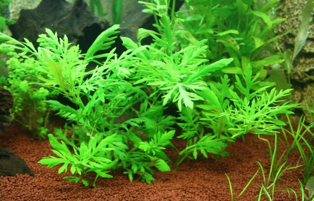 十种常见的水生植物