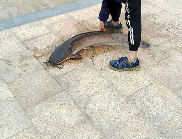 深圳钓友钓获了一条近二十斤的大鲶鱼，不少钓友却说最好不要吃！