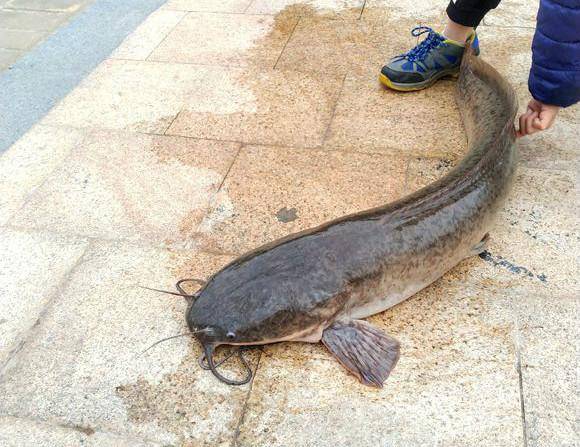 深圳钓友钓获了一条近二十斤的大鲶鱼，不少钓友却说最好不要吃！