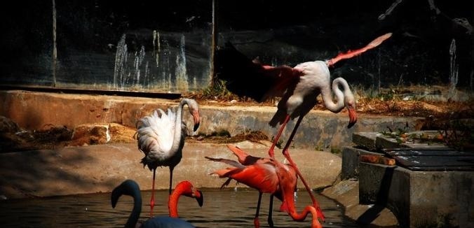 深圳野生动物园攻略,一个不错的假日旅游景点