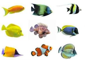 热带鱼种类及名称