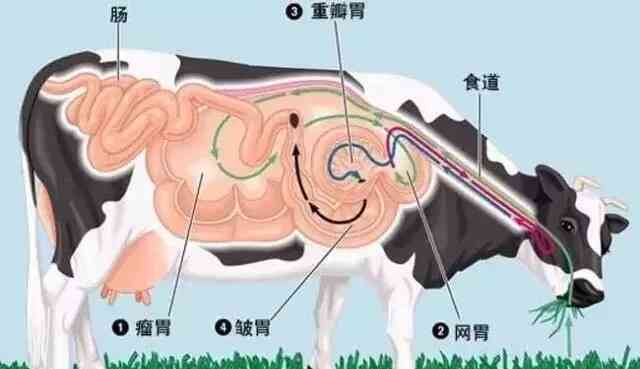 牛4个胃的图片大全，牛的四个胃功能介绍