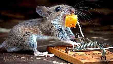 老鼠为什么叫耗子?关于老鼠的趣味小知识