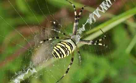 奇妙的蜘蛛网是如何结成的？