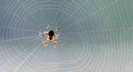 奇妙的蜘蛛网是如何结成的？