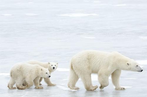 北极熊为什么不怕冷?看了这个故事就知道了