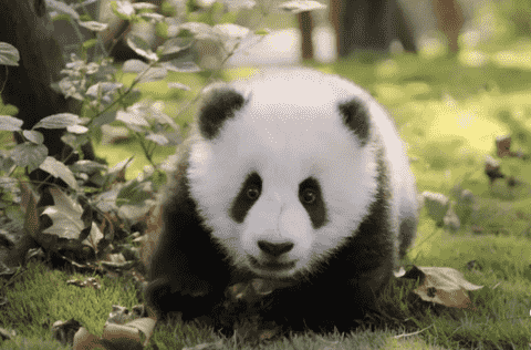 大熊猫为什么被视为中国的国宝(看国宝是如何诞生的)