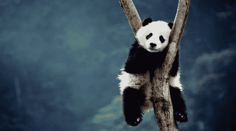 大熊猫为什么被视为中国的国宝(看国宝是如何诞生的)