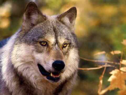 白眼狼是什么意思?白眼狼的由来及10个特征