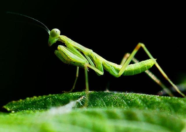 螳螂连自己的配偶都吃，究竟是为什么？