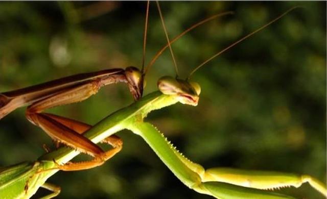 螳螂连自己的配偶都吃，究竟是为什么？